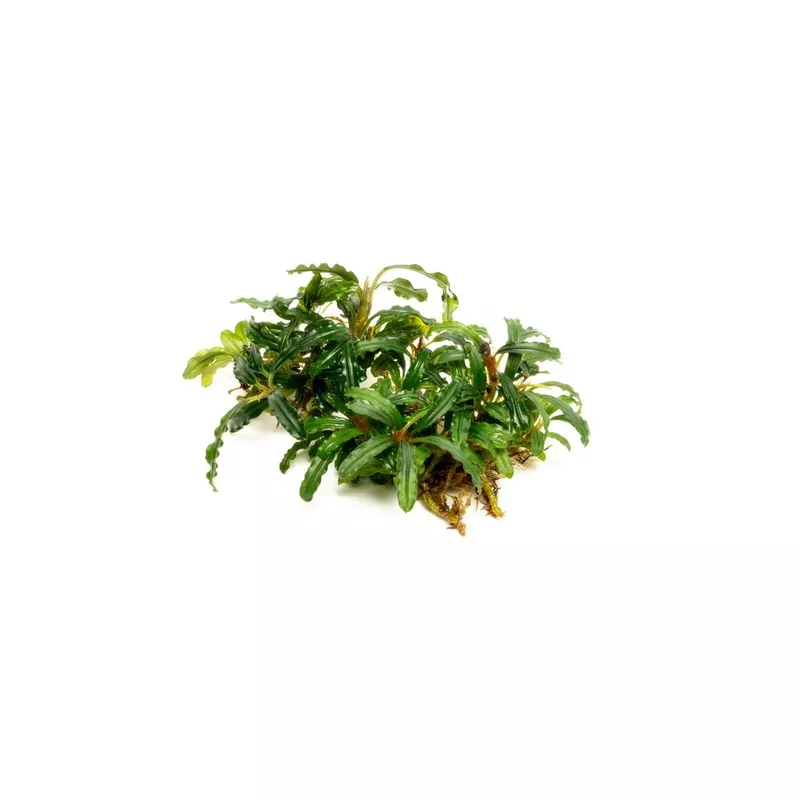 Bucephalandra Catherinae Green