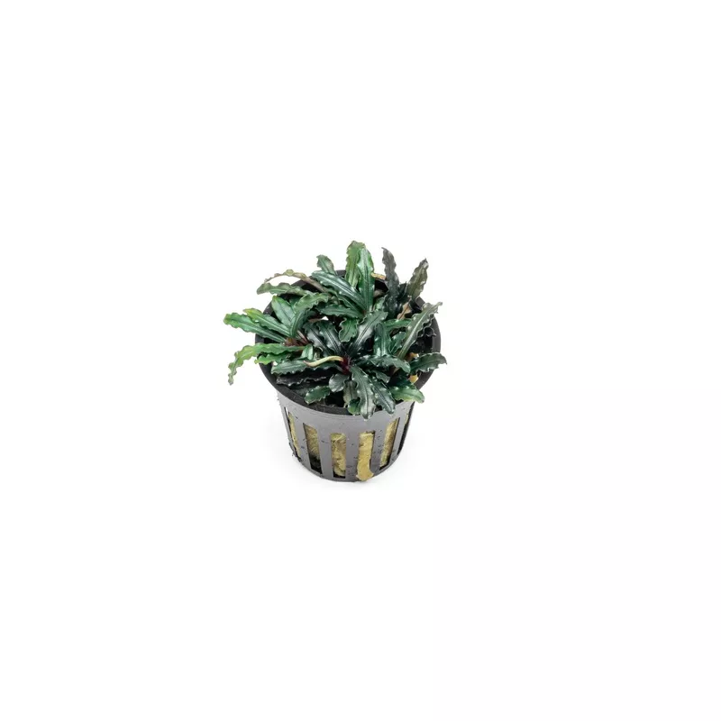 Bucephalandra Catherinae Red Pot (Farmed)