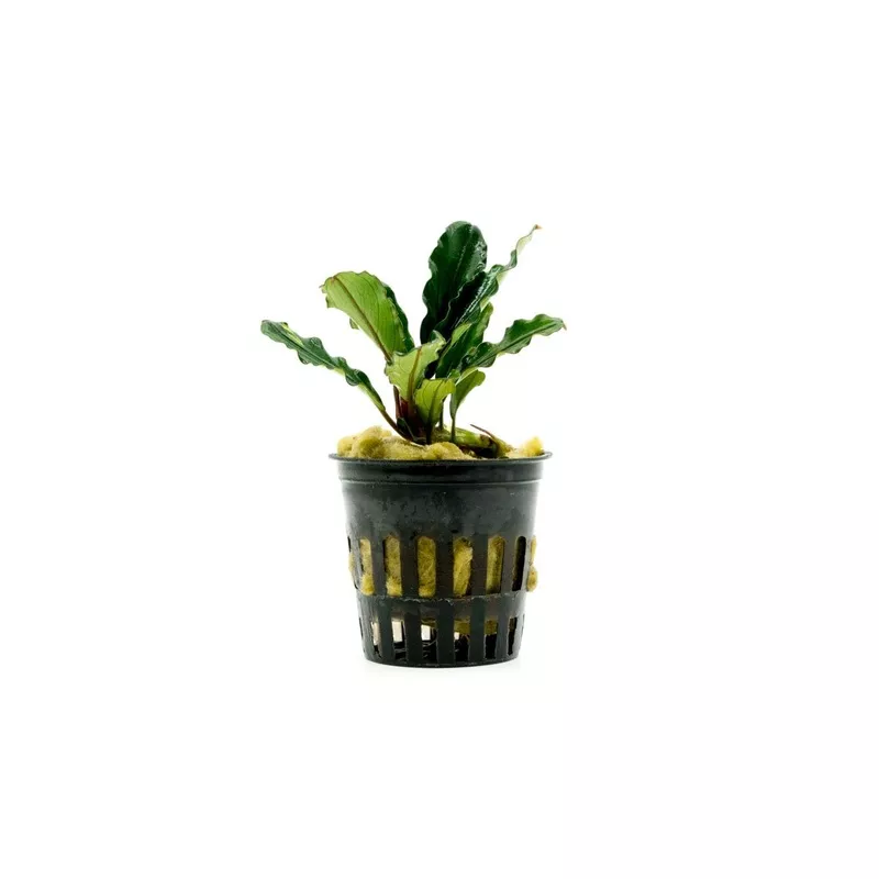 Bucephalandra Dark Green Wavy (Farmed)