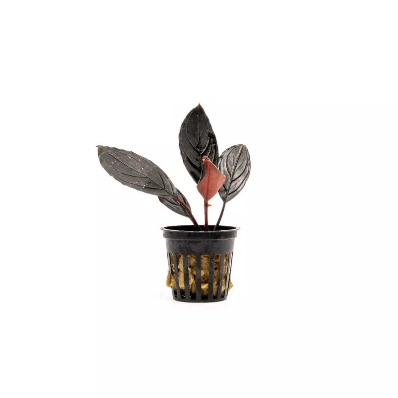 Bucephalandra Dark Skeleton King