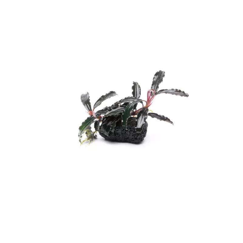 Bucephalandra Godzilla on Lava Stone (Farmed)