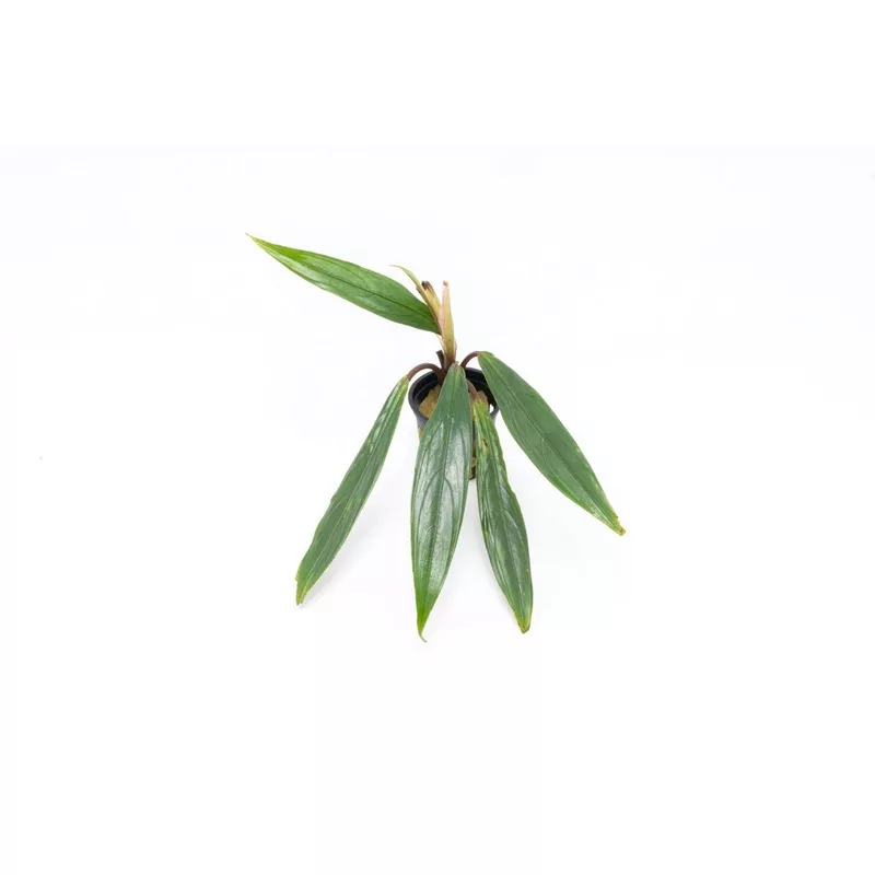 Bucephalandra Goliath