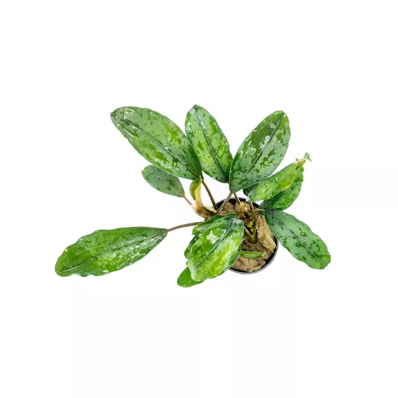 Bucephalandra Green Broad Leaf (Farmed)