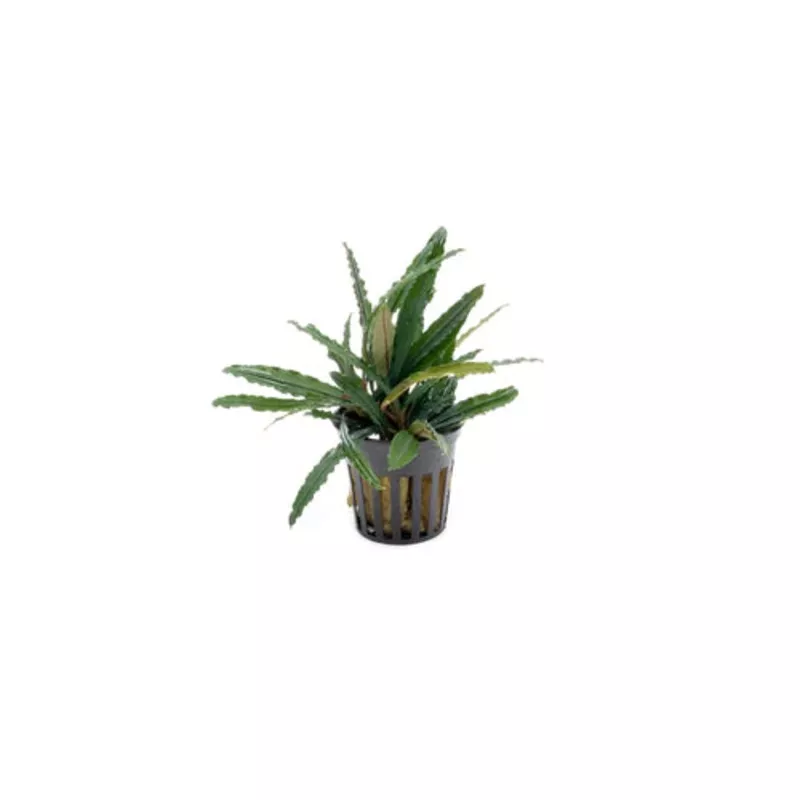 Bucephalandra Green Godzilla Pot