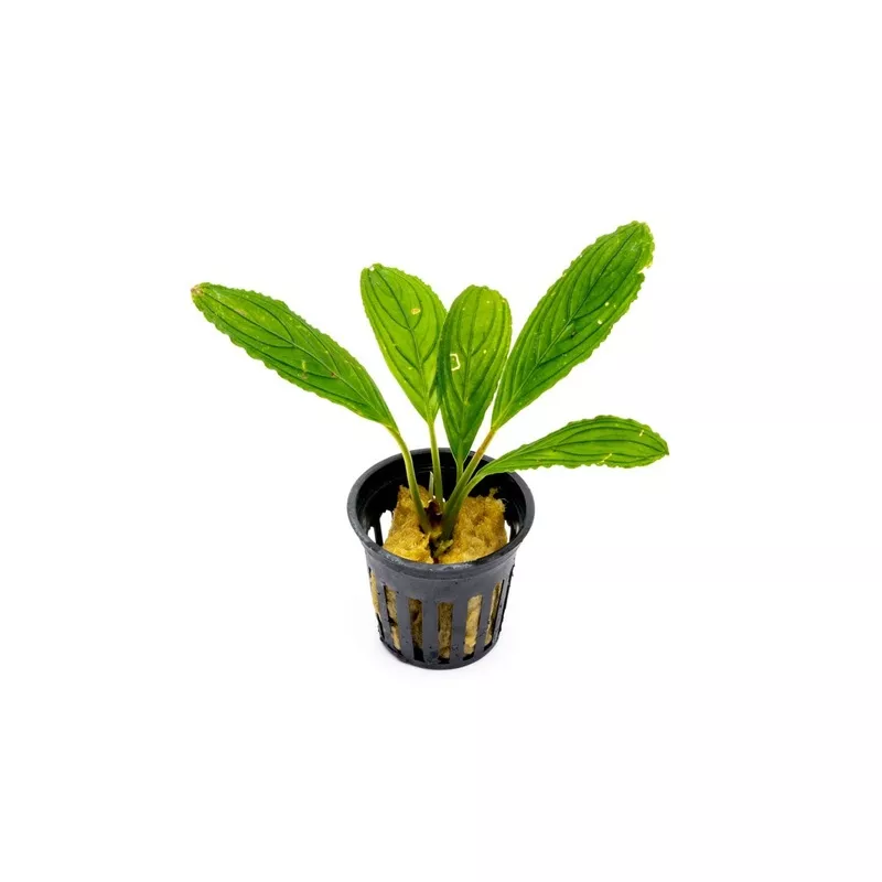 Bucephalandra Green Skeleton King / Green Achilles