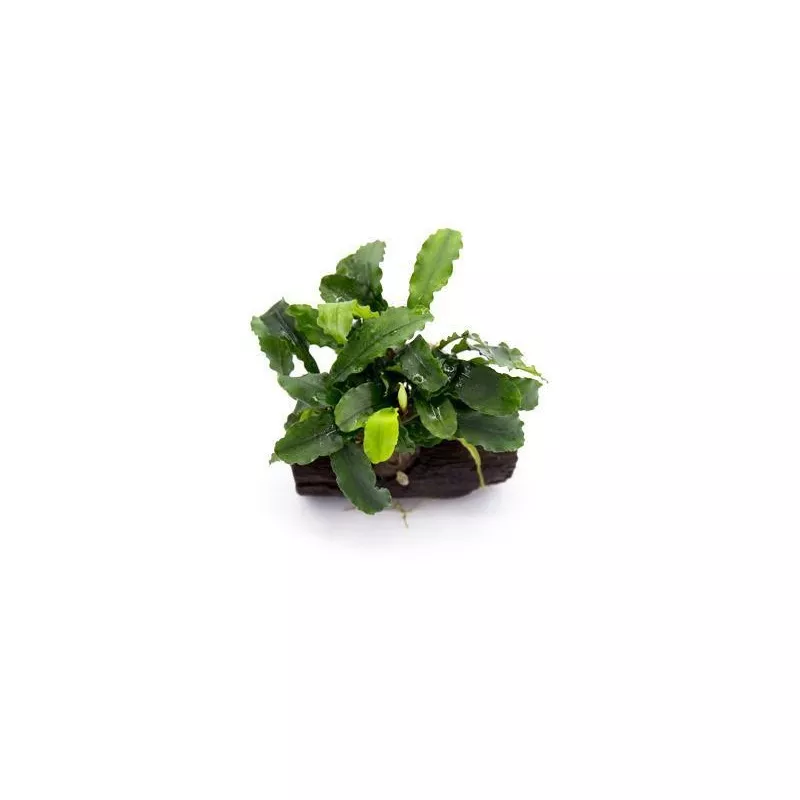 Bucephalandra Green Wavy on Driftwood
