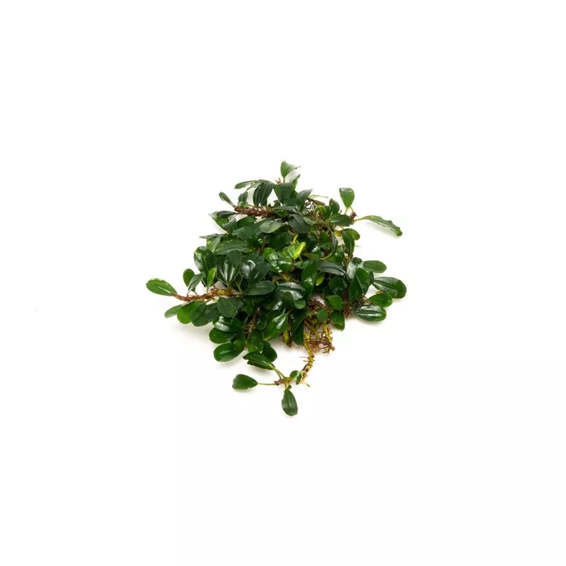 Bucephalandra Hades