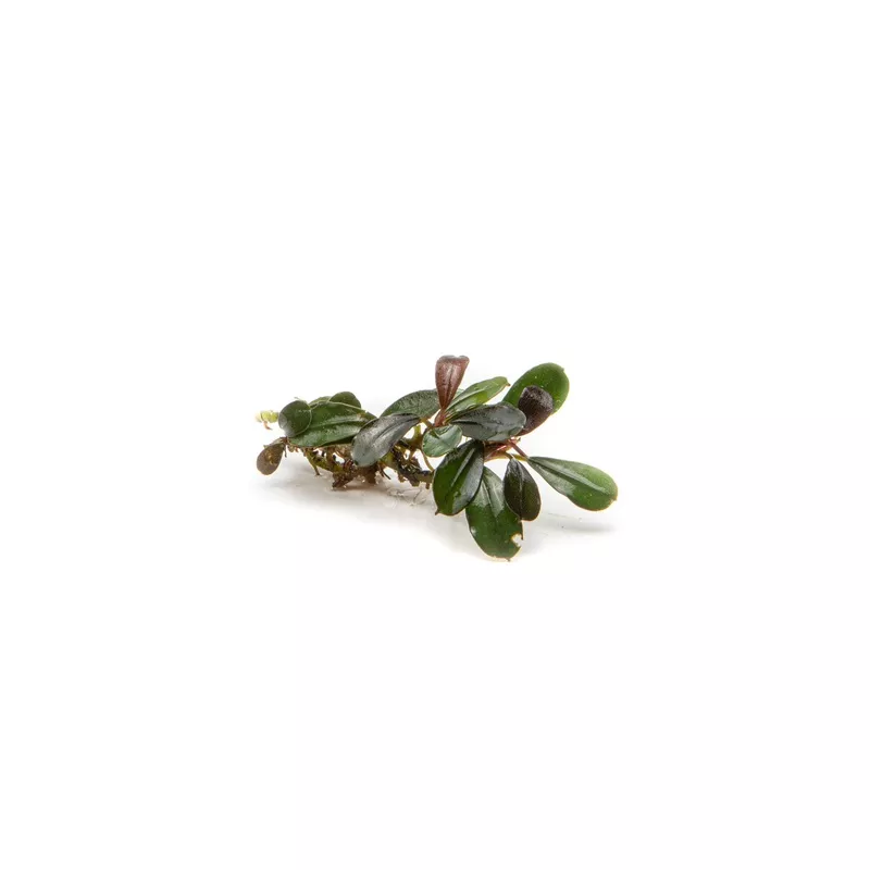 Bucephalandra Kedagang Mini