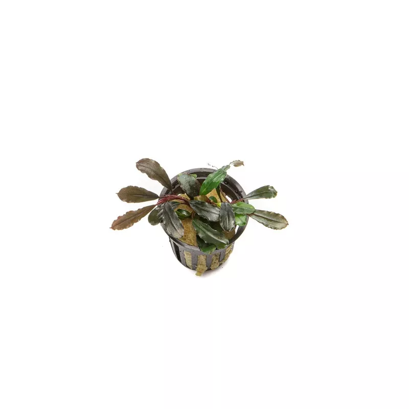 Bucephalandra Kedagang Round Pot