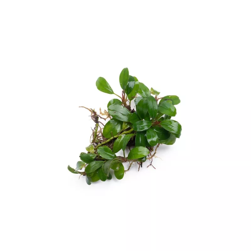 Bucephalandra Kir Royale
