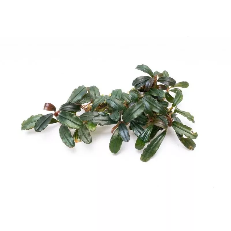 Bucephalandra Krivbass