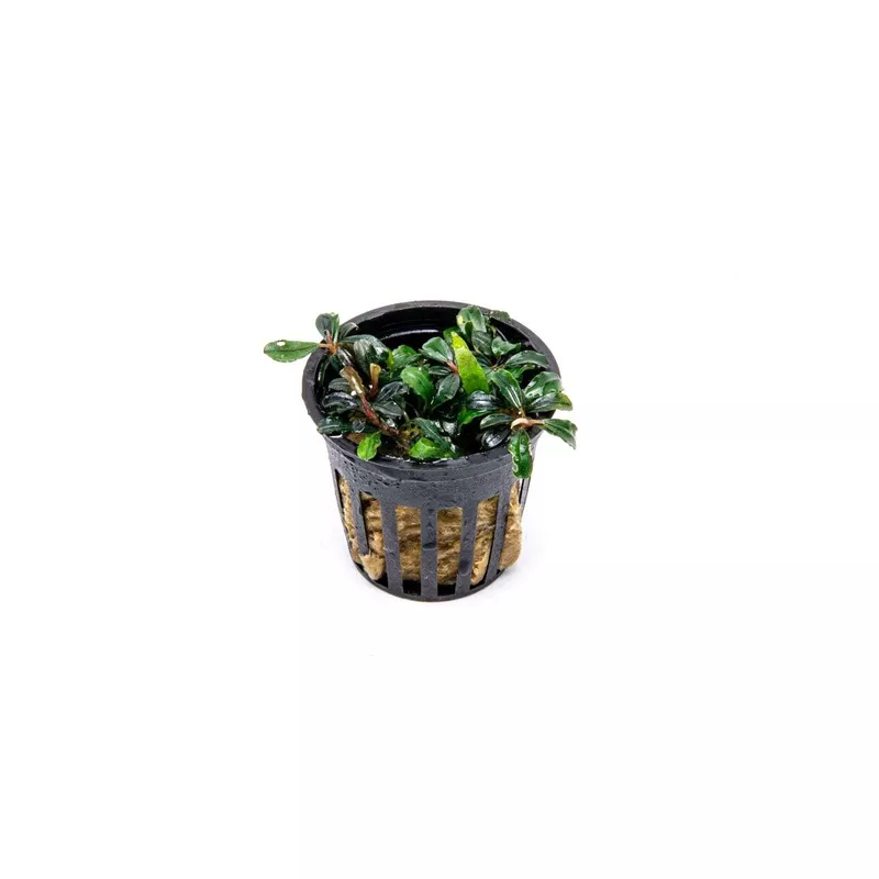 Bucephalandra Lamandau Mini Purple Pot