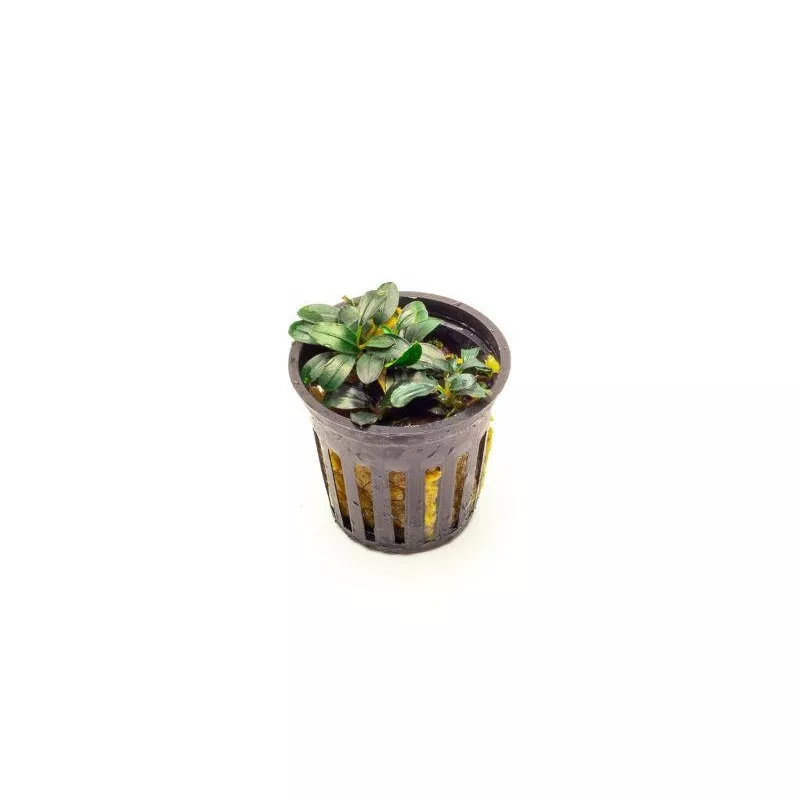 Bucephalandra Mini Coin Pot