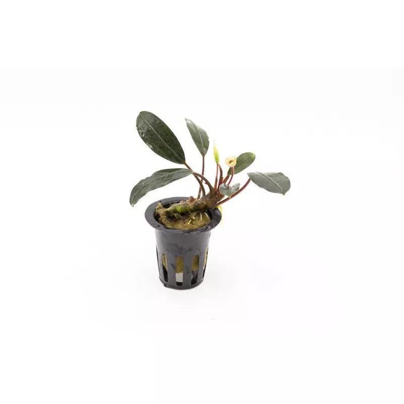 Bucephalandra Pink Lady
