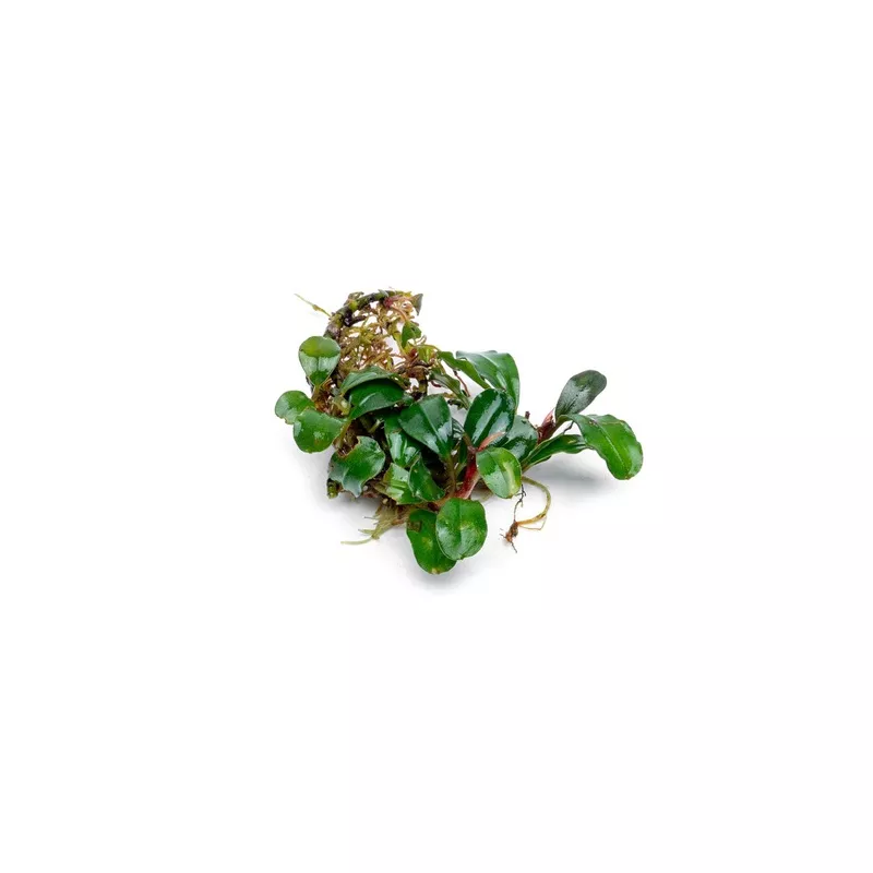 Bucephalandra Purple Adonis