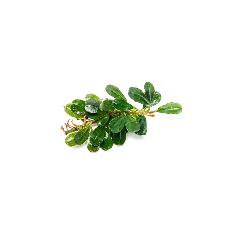 Bucephalandra Purple Blue
