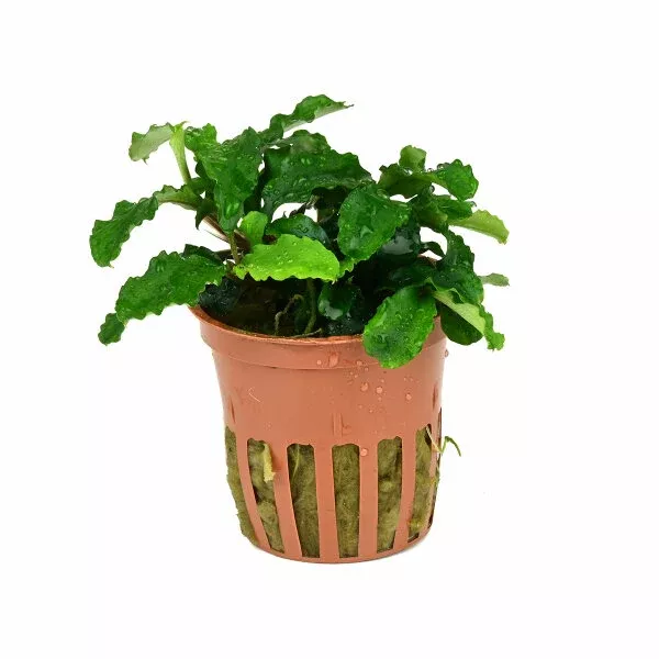 Bucephalandra pygmaea ‘Wavy Green’ by Tropica