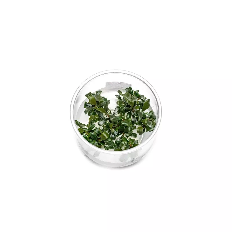 Bucephalandra Pygmy UNS Tissue Culture