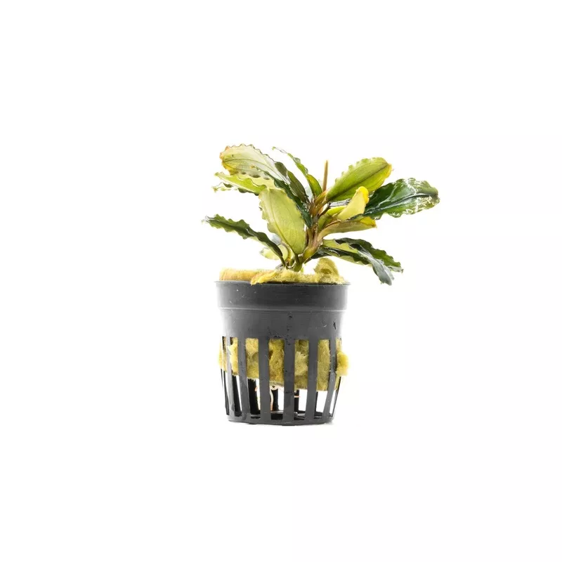 Bucephalandra Rainbow Marble Pot (Farmed)