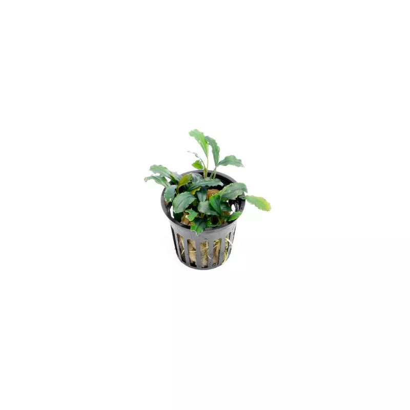 Bucephalandra Red Blade Pot