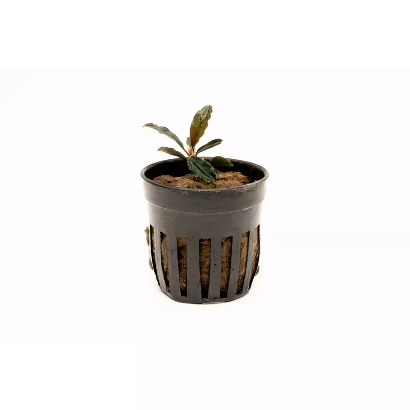 Bucephalandra Red Mini (Farmed)