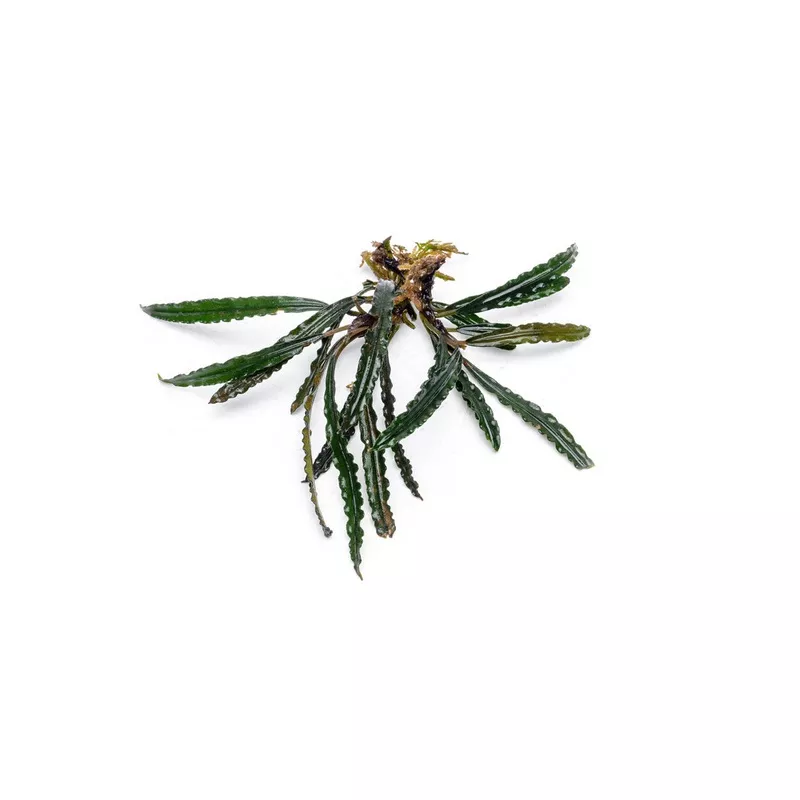 Bucephalandra Red Scorpio