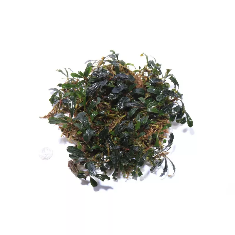 Bucephalandra Sexy Pink