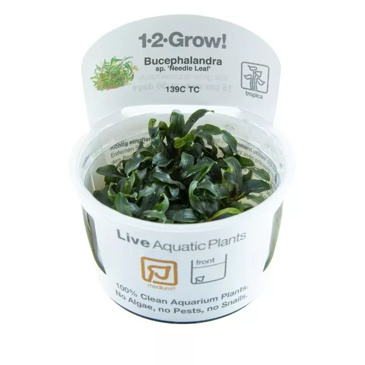 Bucephalandra sp. ‘Needle Leaf’ TC by Tropica