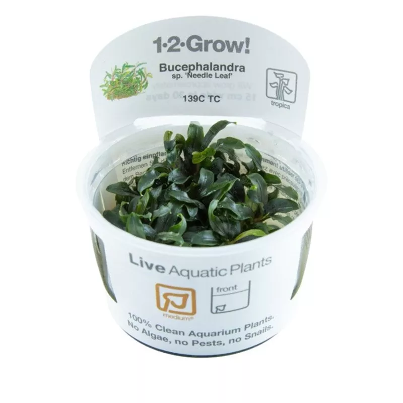 Bucephalandra sp. ‘Needle Leaf’ – TC