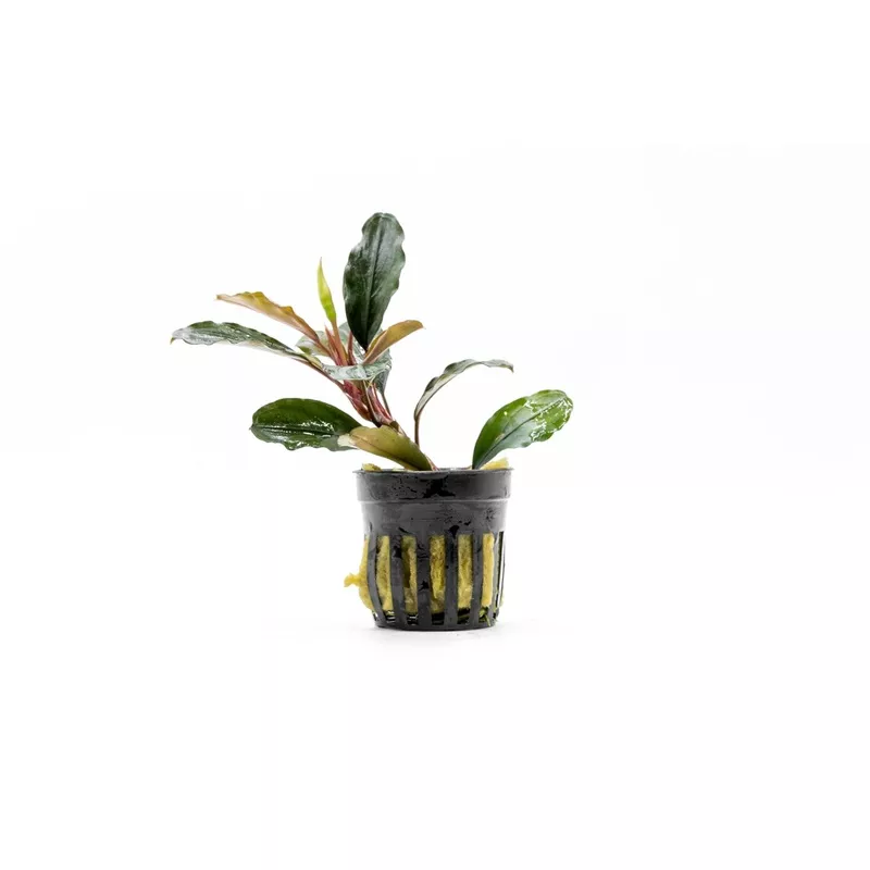 Bucephalandra Theia (Farmed)