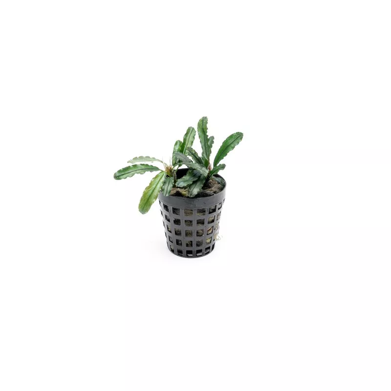 Bucephalandra Theia Green Pot