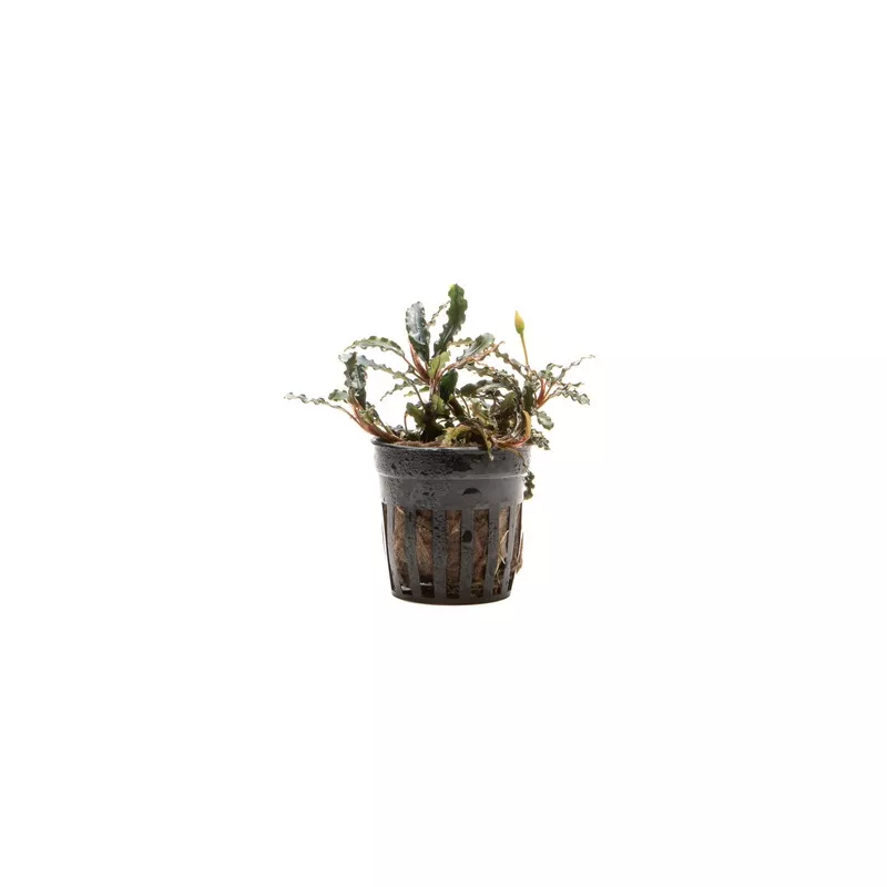 Bucephalandra Titan (Farmed)