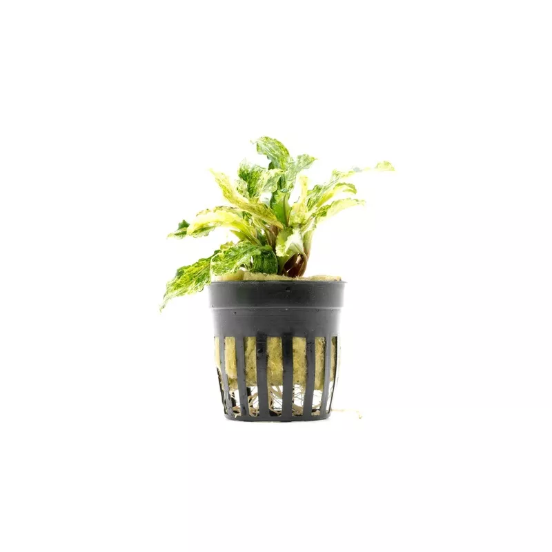 Bucephalandra Variegated Marble (Farmed)