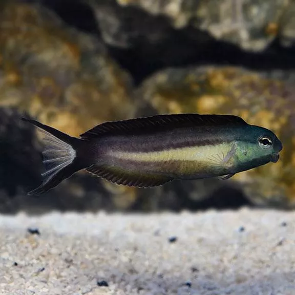 Bundoon Blenny (Meiacanthus bundoon)