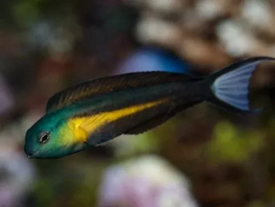 Bundoon Blenny