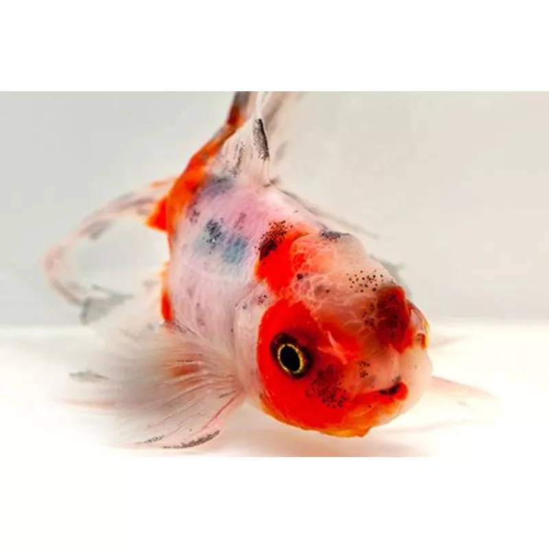 Calico Oranda Goldfish 3.5″ – 4″