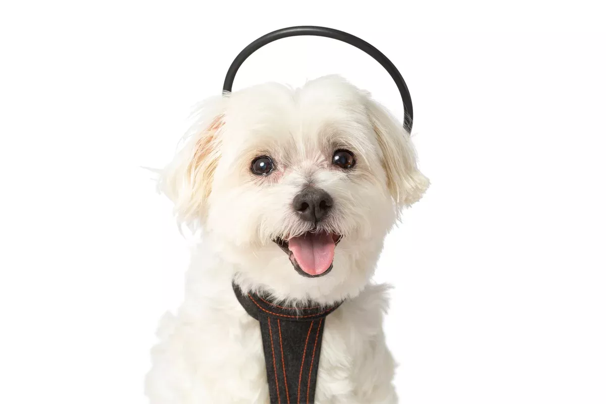 Calmer Canine Anxiety Treatment tPEMF System