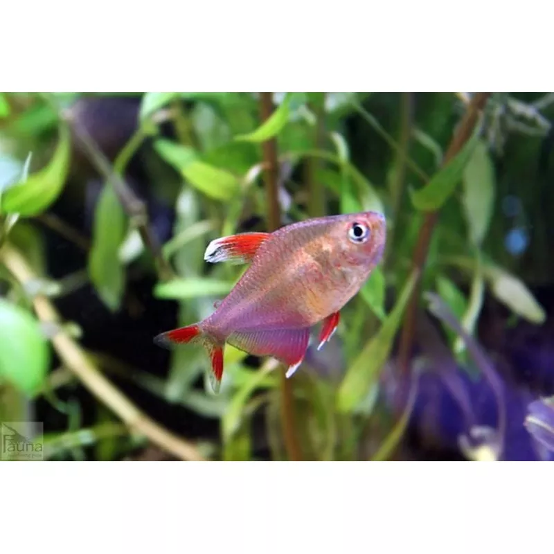 Candycane Tetra HY511
