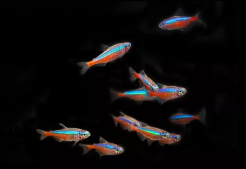 * Cardinal Tetra *PLEASE CONTACT FOR AVAILABILITY BEFORE ORDERING *LOCAL ONLY, NO OUT OF STATE SHIPPING