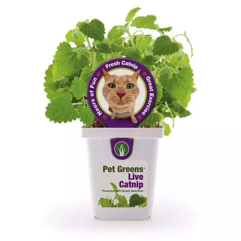 Catnip Live