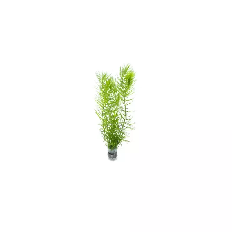 Ceratophyllum Demersum/ Hornwort