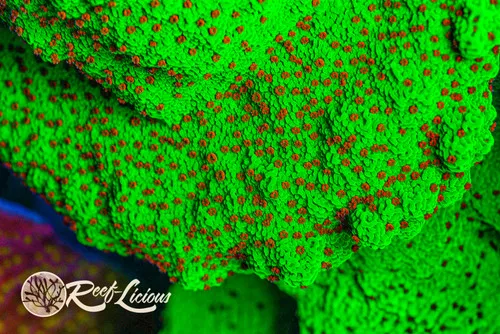# Chilli Pepper Montipora