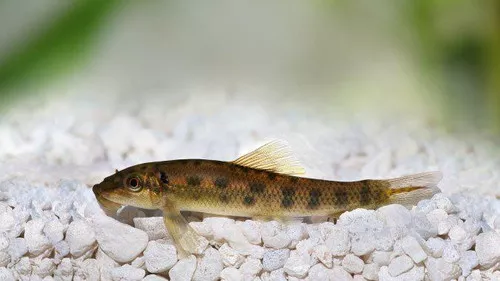 * Chinese Algae Eater *PLEASE CONTACT FOR AVAILABILITY BEFORE ORDERING *LOCAL ONLY, NO OUT OF STATE SHIPPING