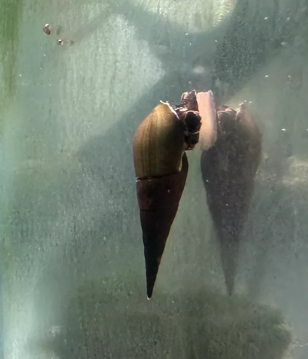 Chopstick Snail
