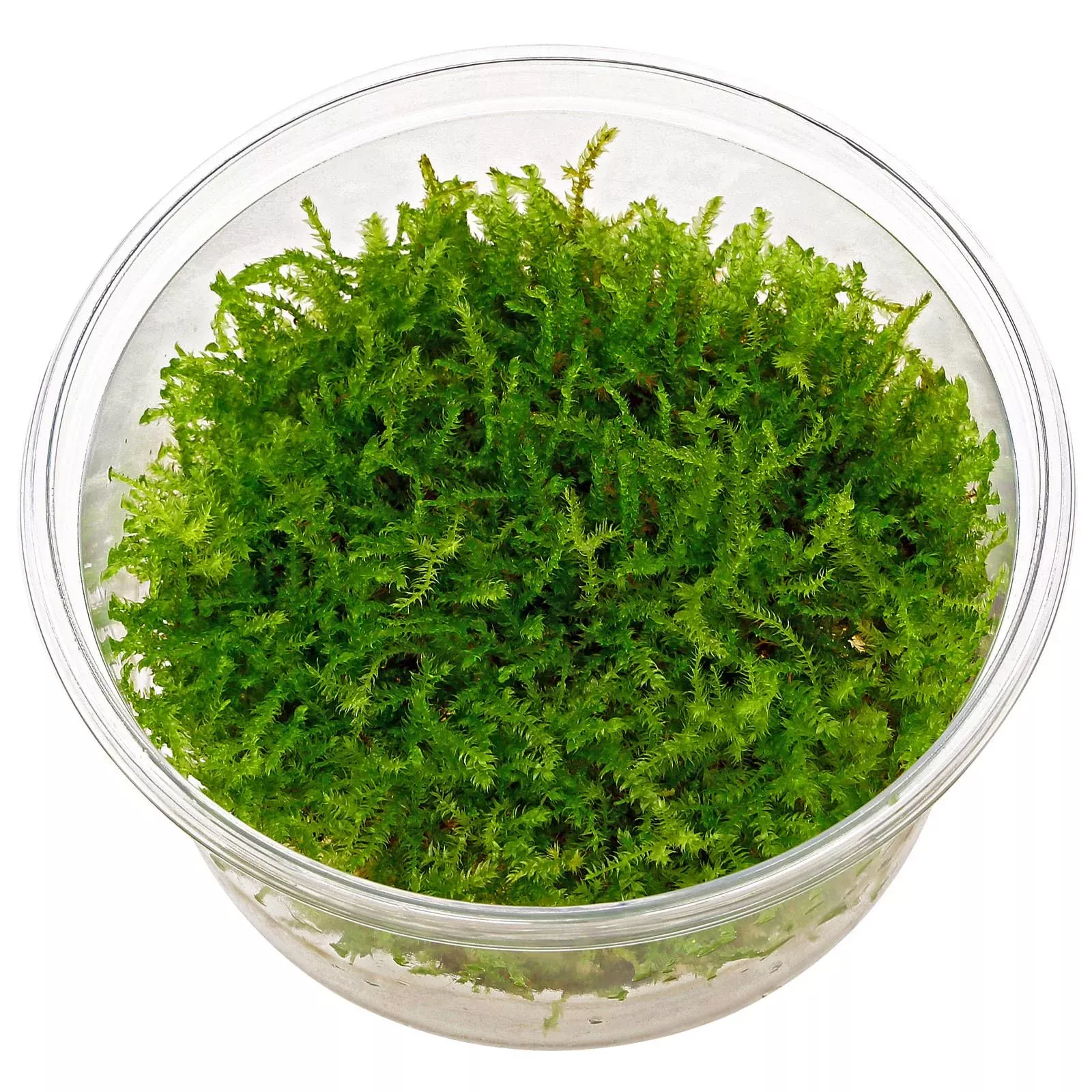 Christmas Moss – Cup Portion