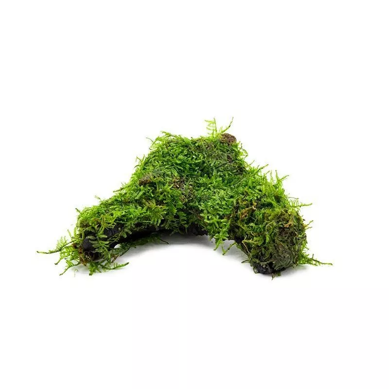 Christmas Moss on Driftwood