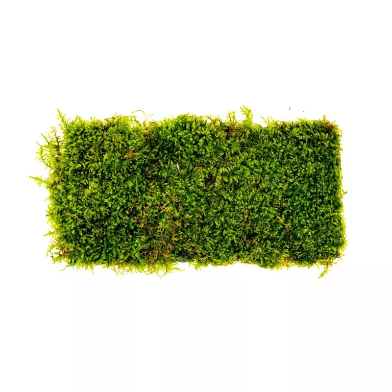 Christmas Moss on Fiber Mat
