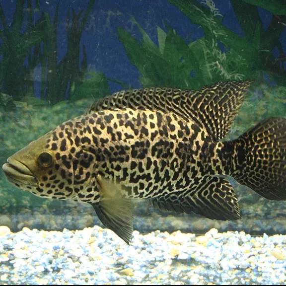 Cichlid - Jaguar Managuense