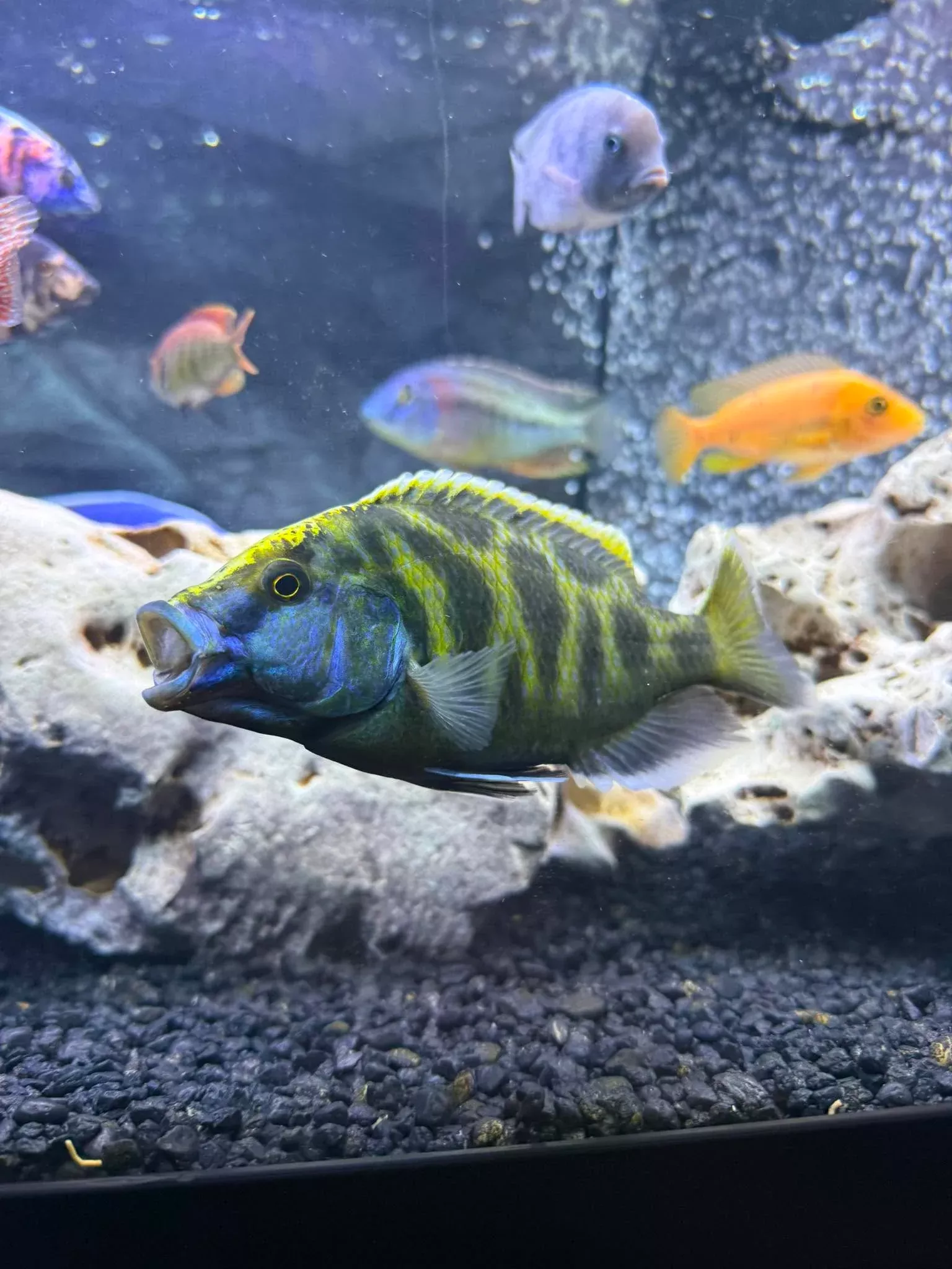 Cichlid - Venustus Cichlid