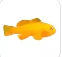 Clown Goby